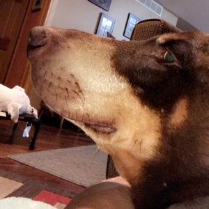 Meet your Posher, Ava